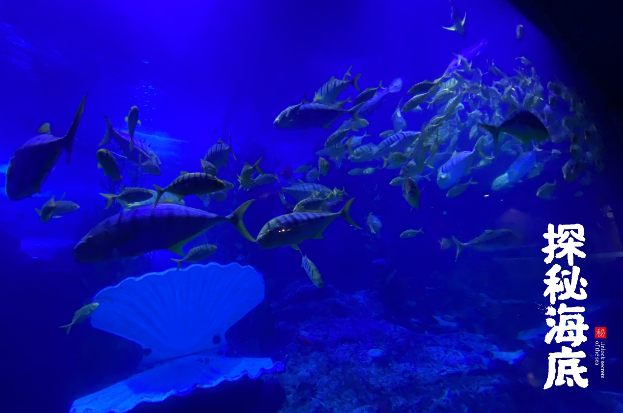 鎺㈢娴锋磱瀹堟姢娴锋磱,鎺㈢娴峰簳涓栫晫棰嗙暐娴锋磱榄呭姏