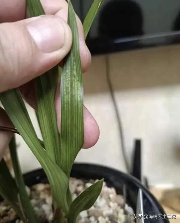 兰盆里有白色线虫,兰盆里白色的菌丝