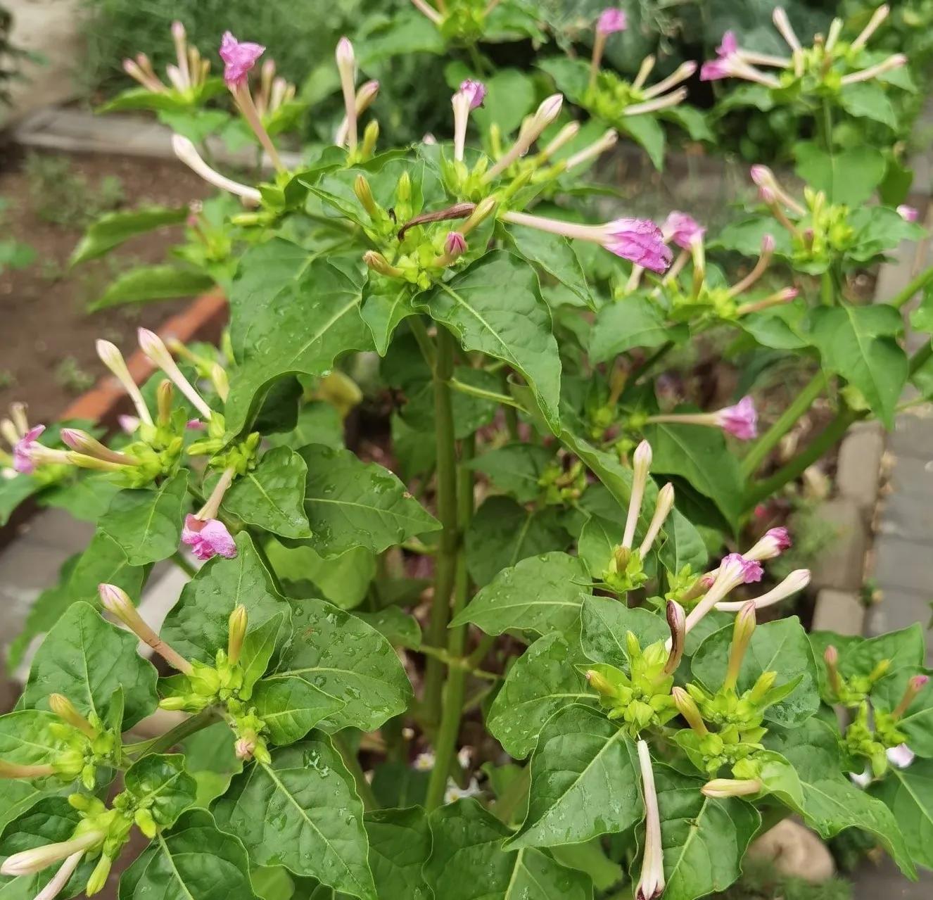 高温天气盼雨来,高温的炙烤