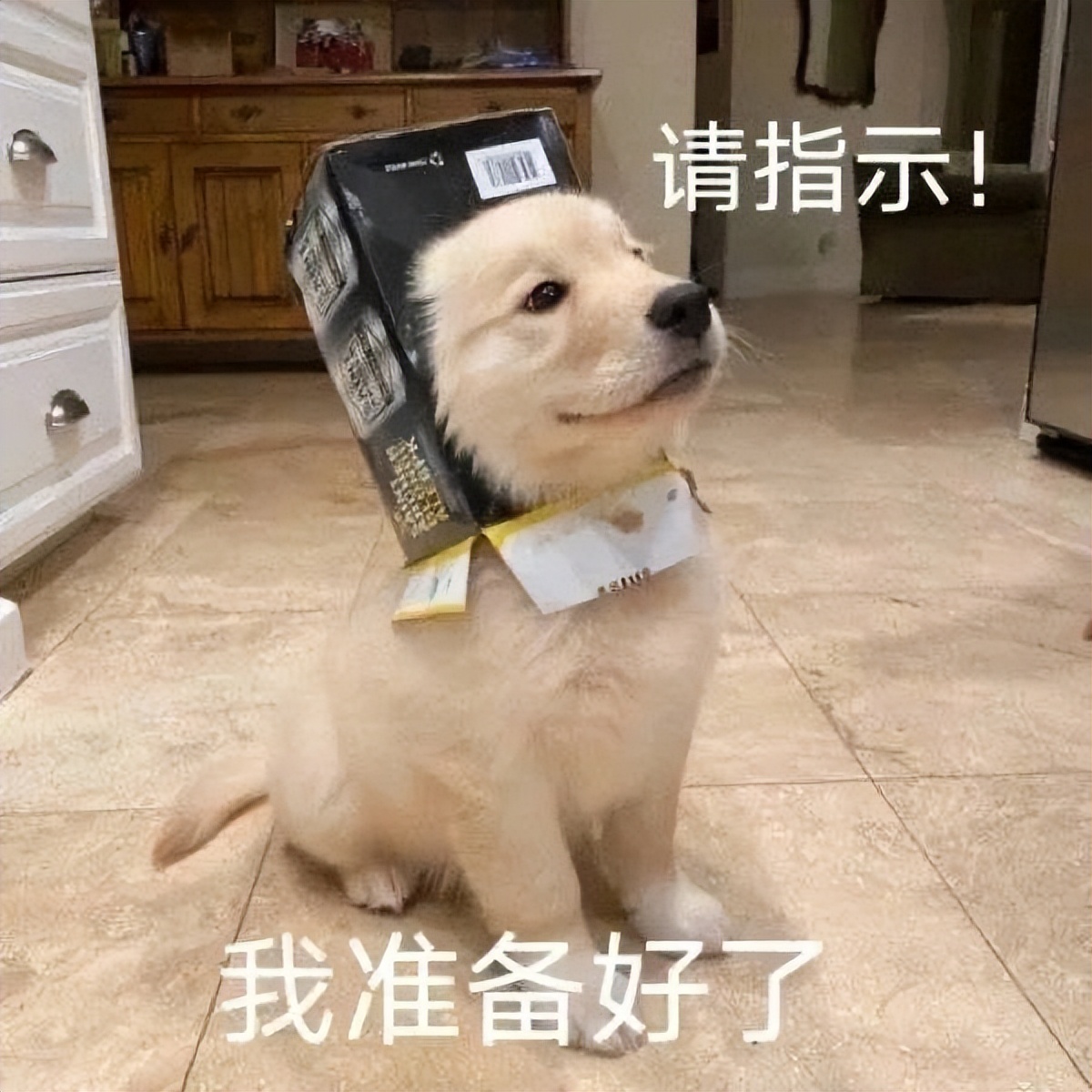 你养狗一个月会花多少钱呢,买宠物最少要花多少钱呢