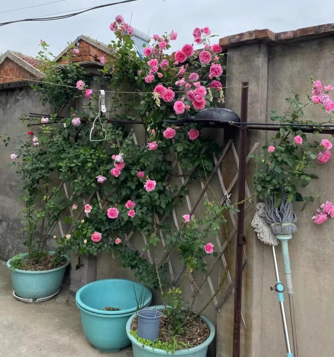 阳台上养这6种花一年四季闻清香,适合小院养的好看又常开花的花