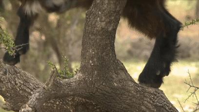 摩洛哥上树的羊,摩洛哥踢足球厉害吗