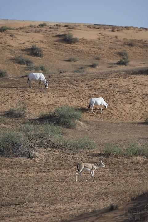 哈伊马角利兹卡尔顿,哈伊马角沙漠丽思卡尔顿酒店