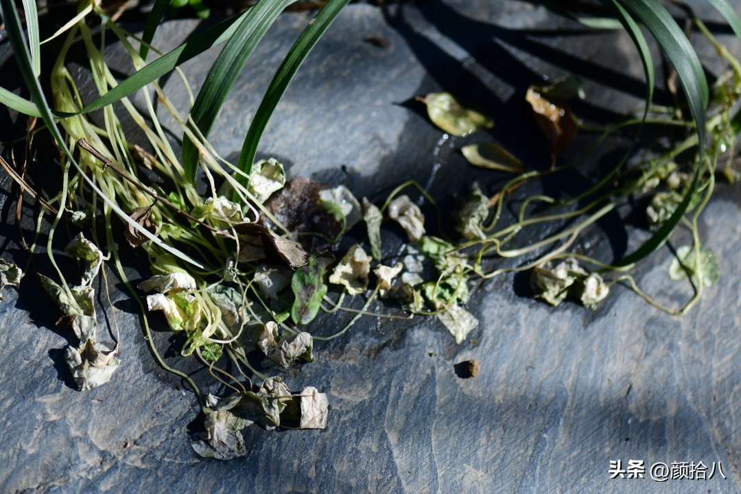 天冷怎么注意植物冻死,植物怕冷怎么过冬