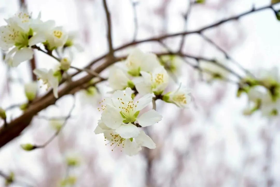 相邀北京冬奥公园看花海！首届永定河海棠赏花节来喽~