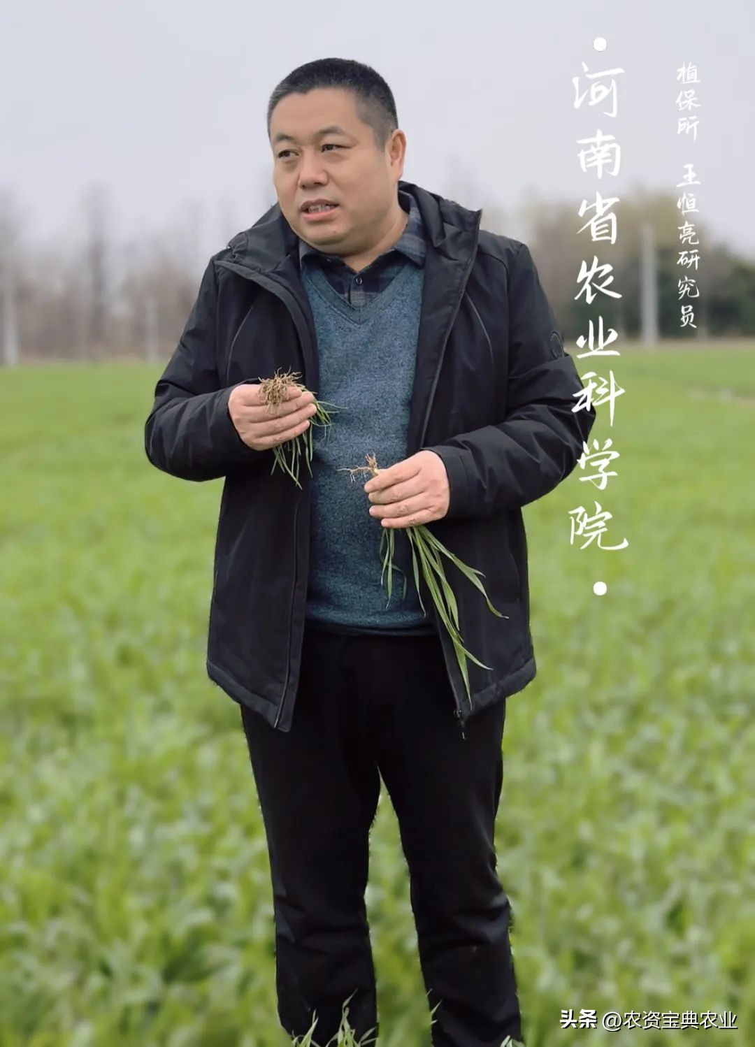 多花黑麦草的危害,难防又难治的多花黑麦草