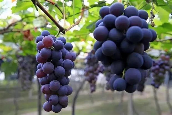 巨峰葡萄产地在哪里,巨峰葡萄产地哪里