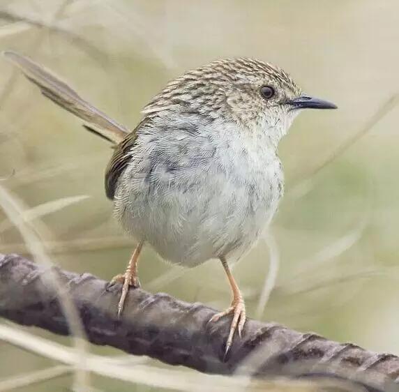 羽色最绚丽的鸟图片,鸟类雨后飞翔照片