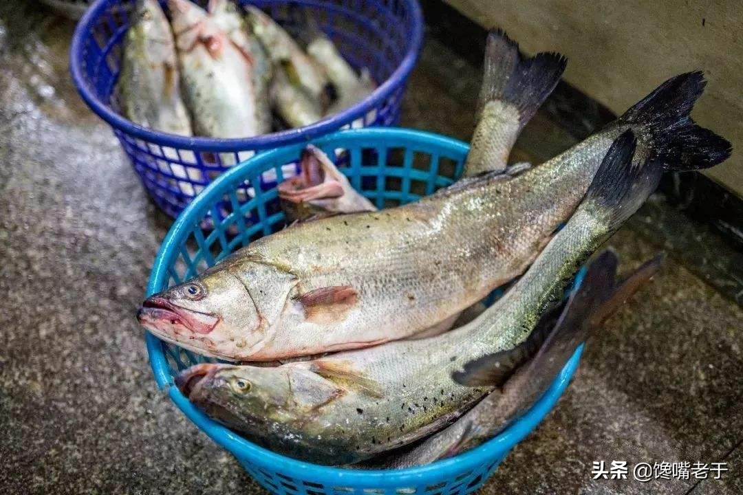 买鲈鱼公的好还是母的好,买鲈鱼大的好还是小一点的好