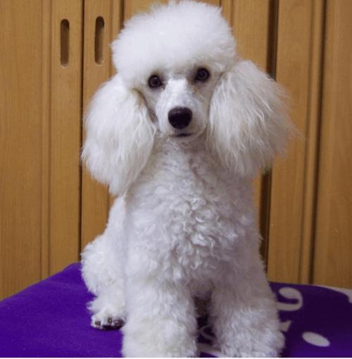 新手养什么狗最好养又听话又干净,新手最适合养的狗是什么狗