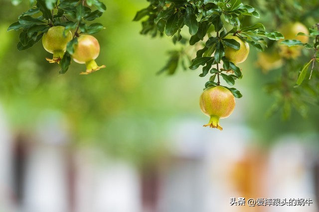 石榴花壁纸生如夏花,石榴花盛开的夏天