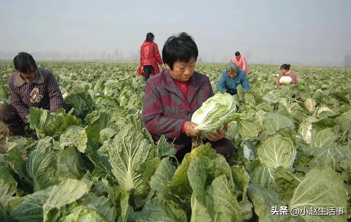 生活小常识之百菜不如白菜？好吃的白菜真的有那么神奇吗