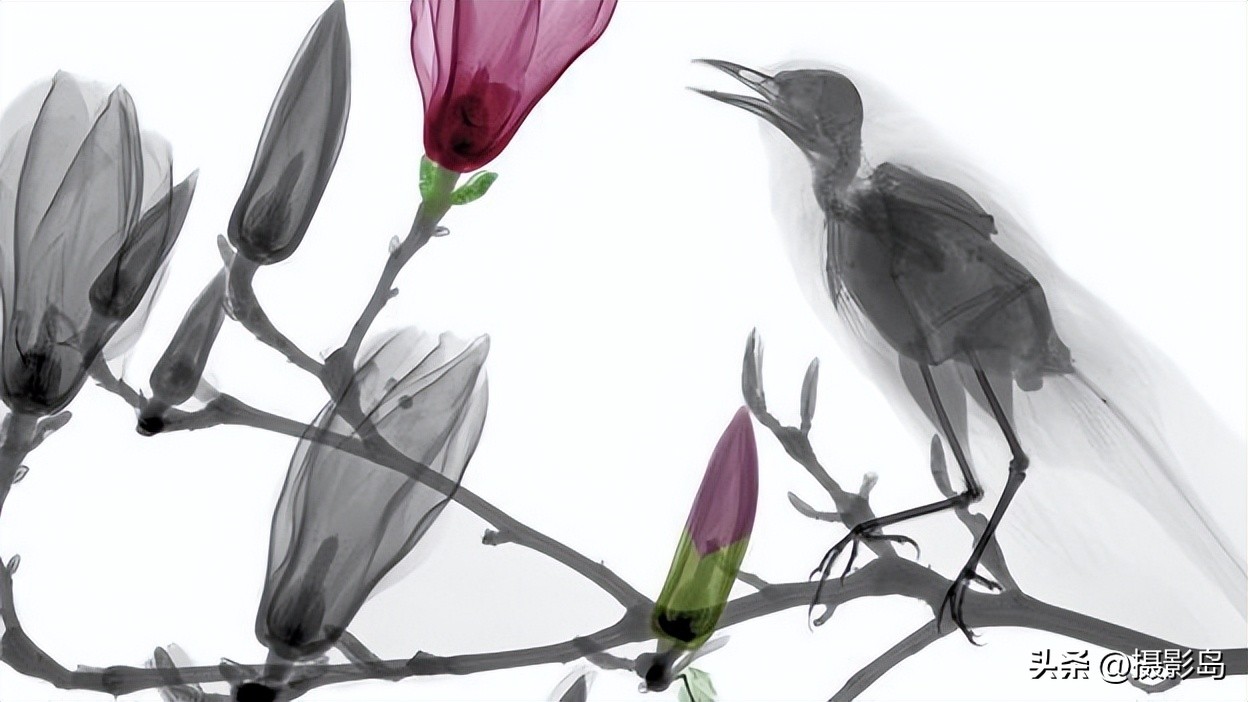 x射线数字成像检测专家,x射线专家