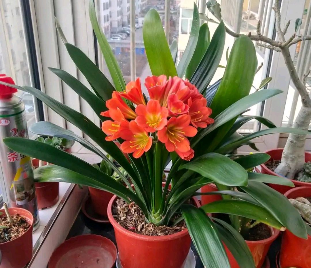 阳台上可以种什么蔬果,阳台上适合种的蔬果