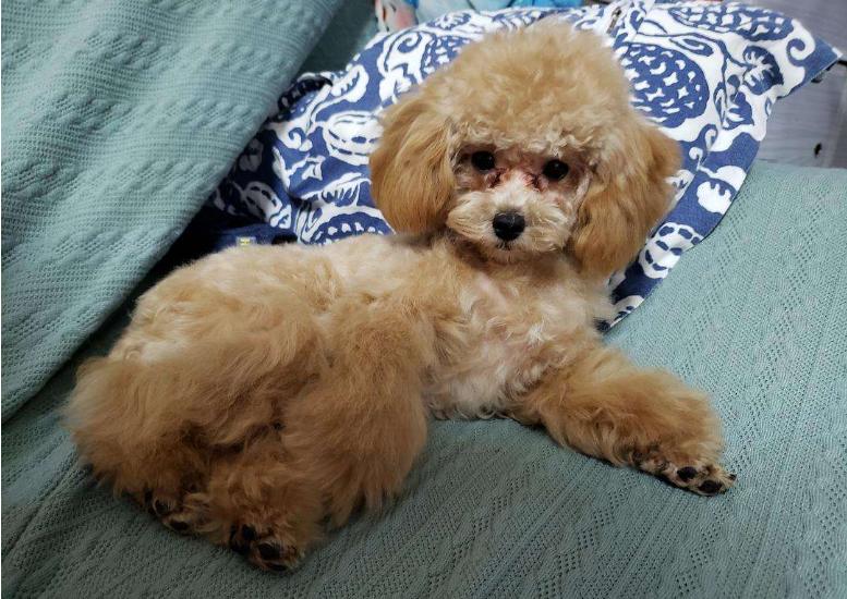 贵宾犬有泪痕吃什么狗粮好,贵宾犬有皮屑怎么治疗