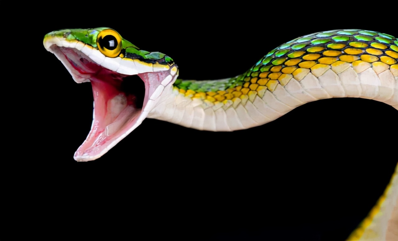 蛇头被砍下后为何还会跳起来咬人？