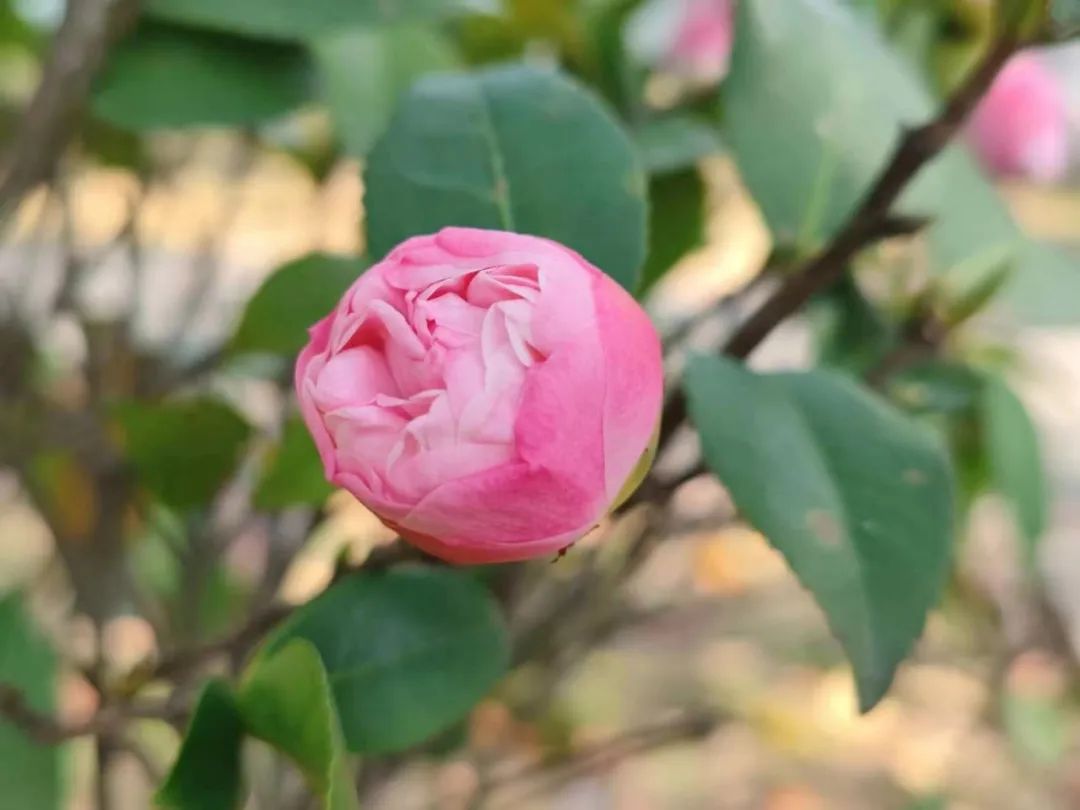 余生，纯真如少女。（写在生日那天）