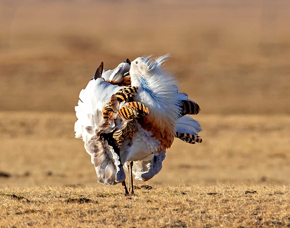 为何*楼青**老板娘叫*鸨老**？鸨能和所有鸟交配，真的是“万鸟之妻”？