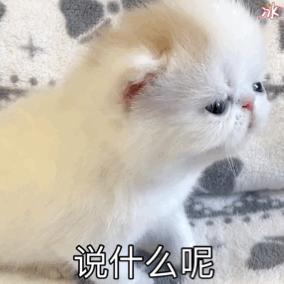 加菲猫屁屁总是带便便,加菲猫的便便什么样