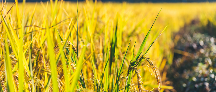 柏拉图为什么开启西方哲学,柏拉图哲学中什么主导着他的思想