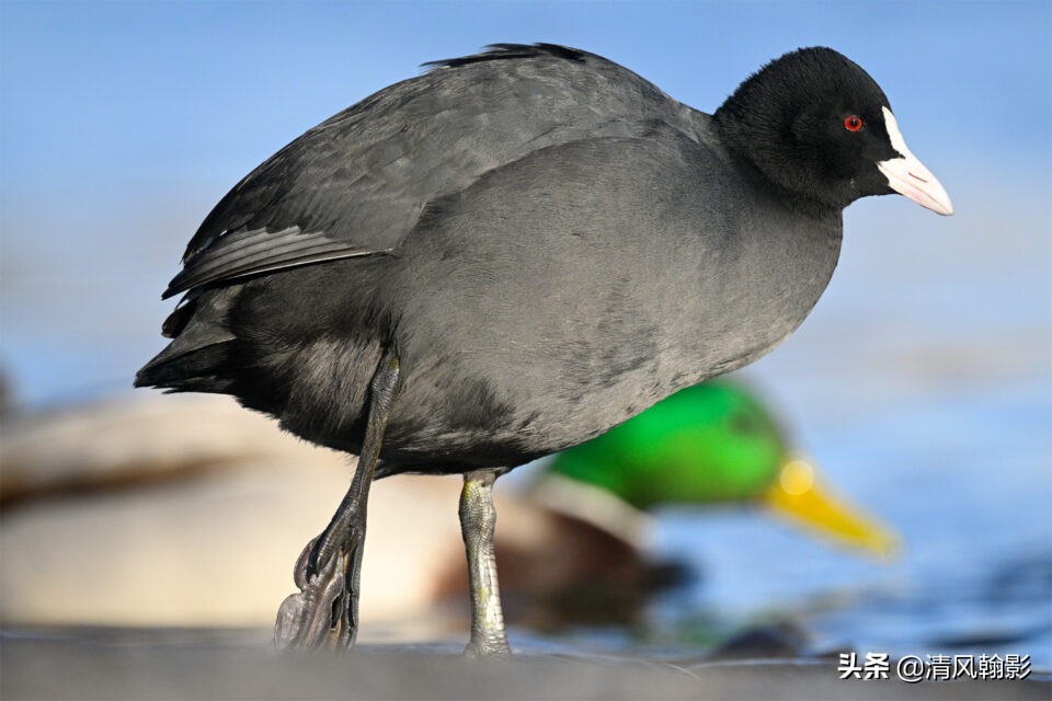 z9拍鸟照片,z9相机购买攻略