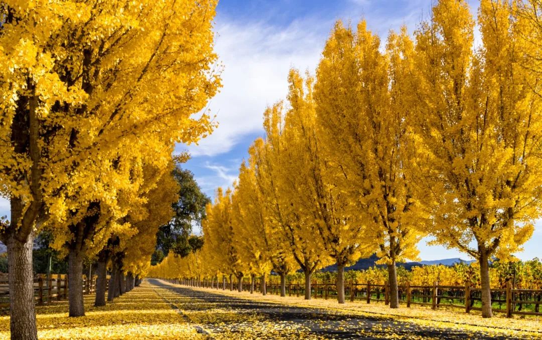 赵丽宏的散文山雨,赵丽宏散文精选好段