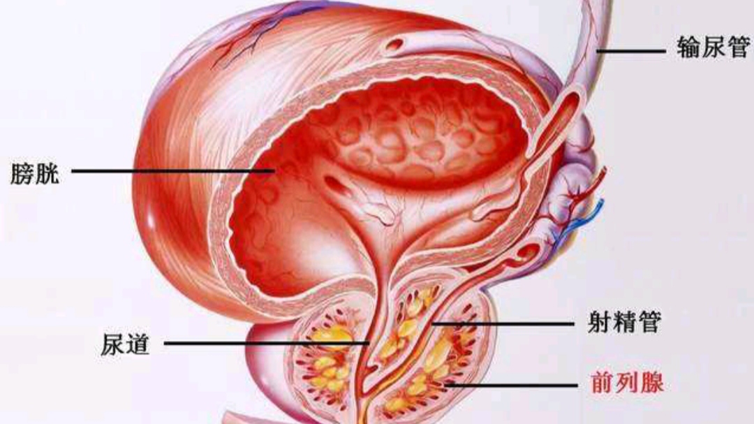 五十岁男人雄激素减少怎么办,男60岁后雄激素依然旺盛好吗