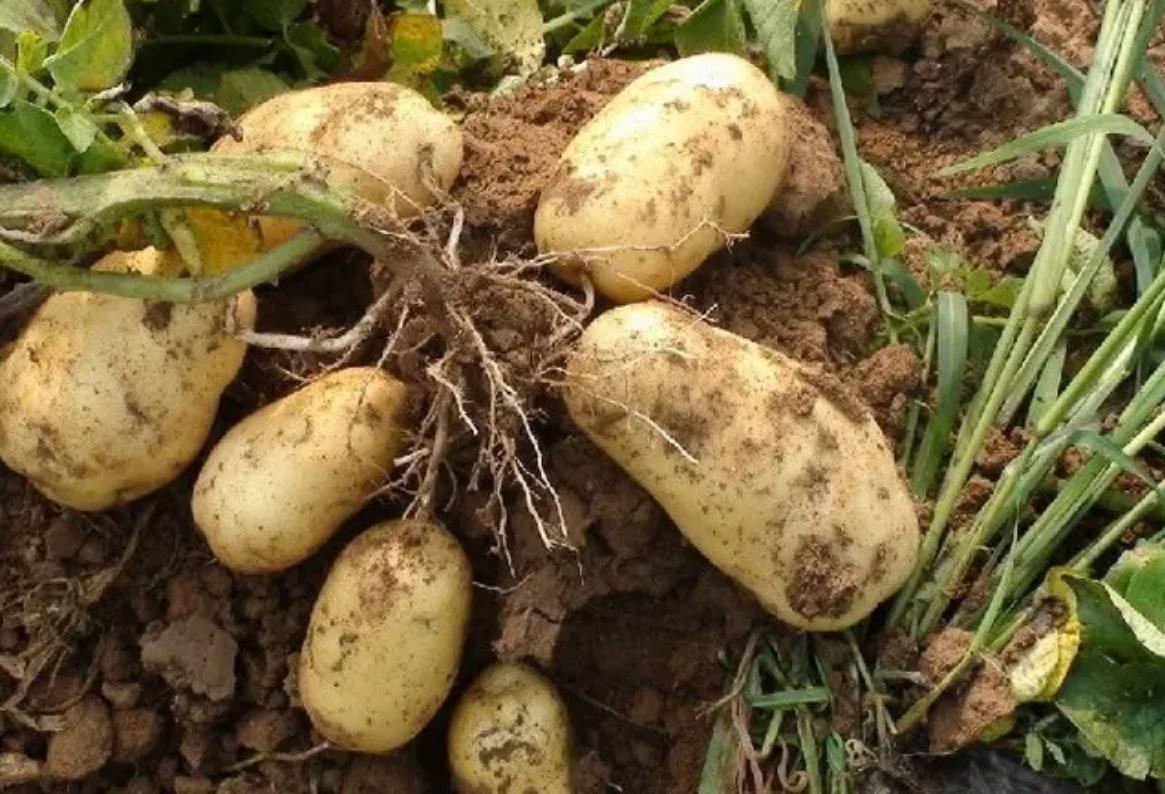 太岁中科院研究,太岁之谜神秘东西