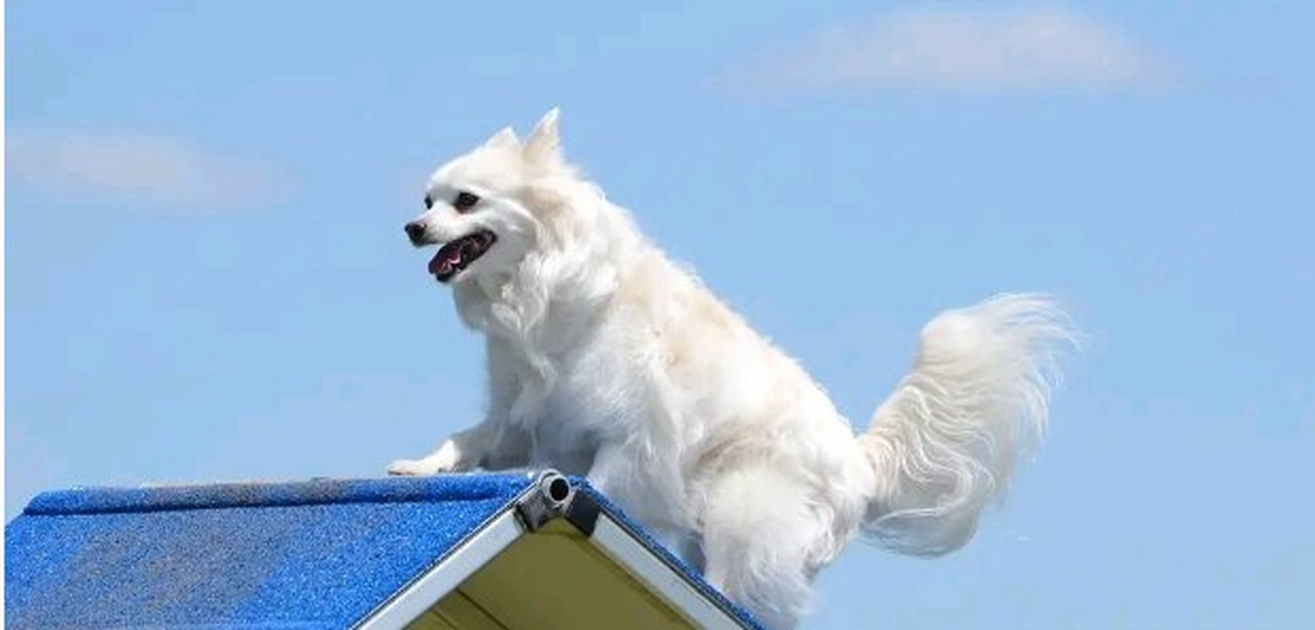 无体味不掉毛不拆家不叫的狗,体味最大的狗狗排行榜前十位