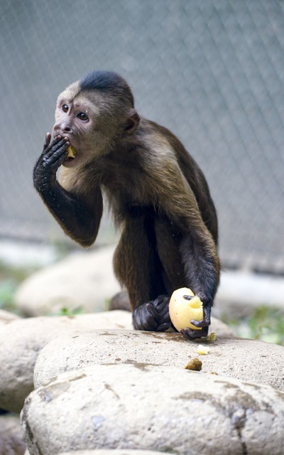 动物食物推荐,动物怎么分辨食物好不好