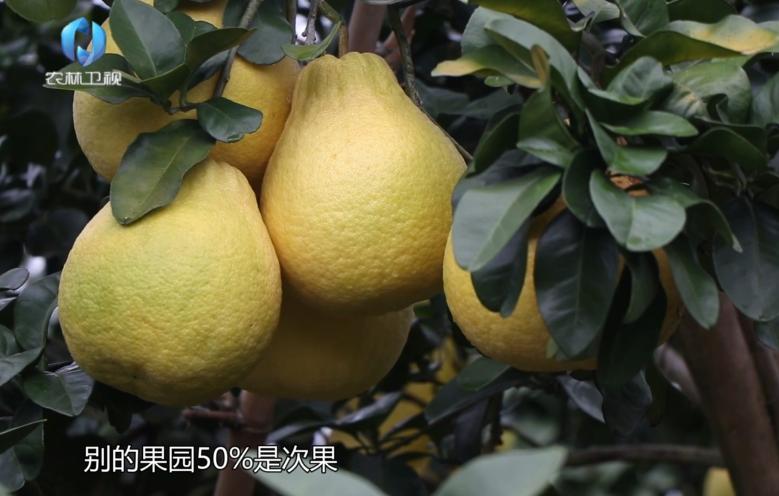 中海化学“增值沃土粮安中国万里行”||旱涝之年如何确保正果率