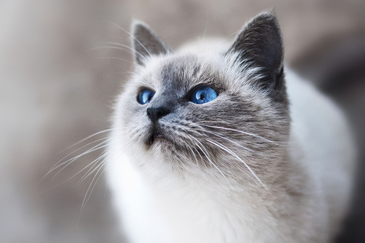 猫咪肉垫干裂严重涂什么,猫咪的肉垫需要护理吗