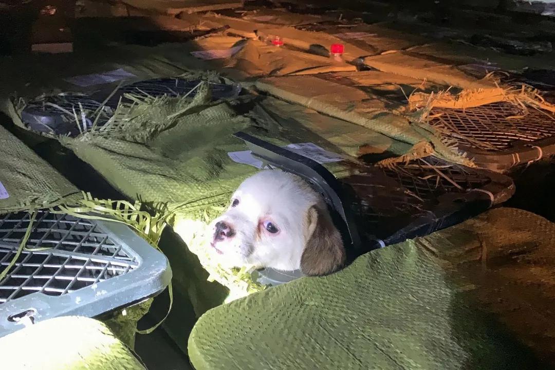 2021年度十大“肉疼”