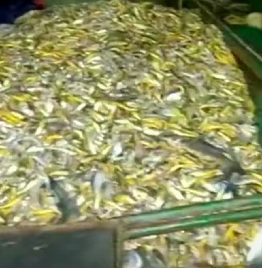 浙江一渔民一网捕获4000斤黄鱼,浙江渔民抓到黄鱼卖了近亿元