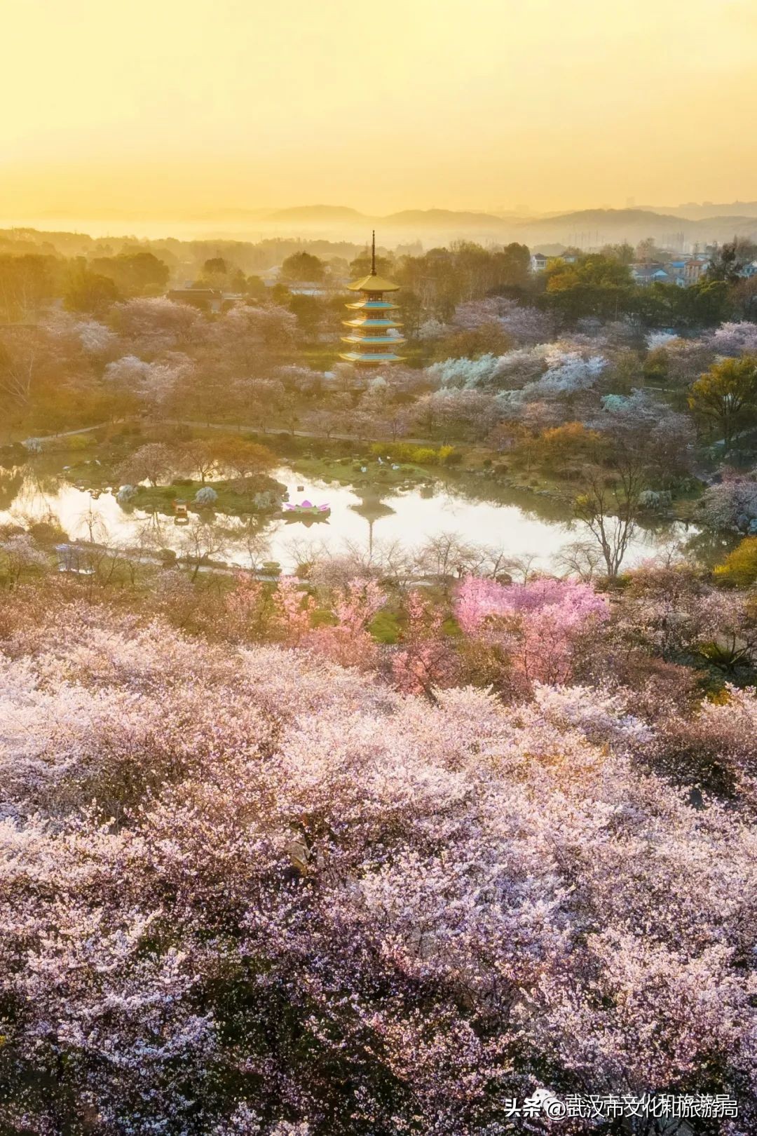 武汉不花钱看樱花地点,来武汉一定要看两坝一峡登黄鹤楼
