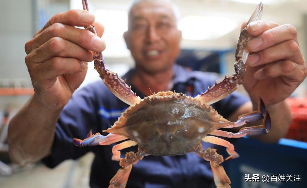 舟山东海海鲜直播,舟山东海最新开渔视频