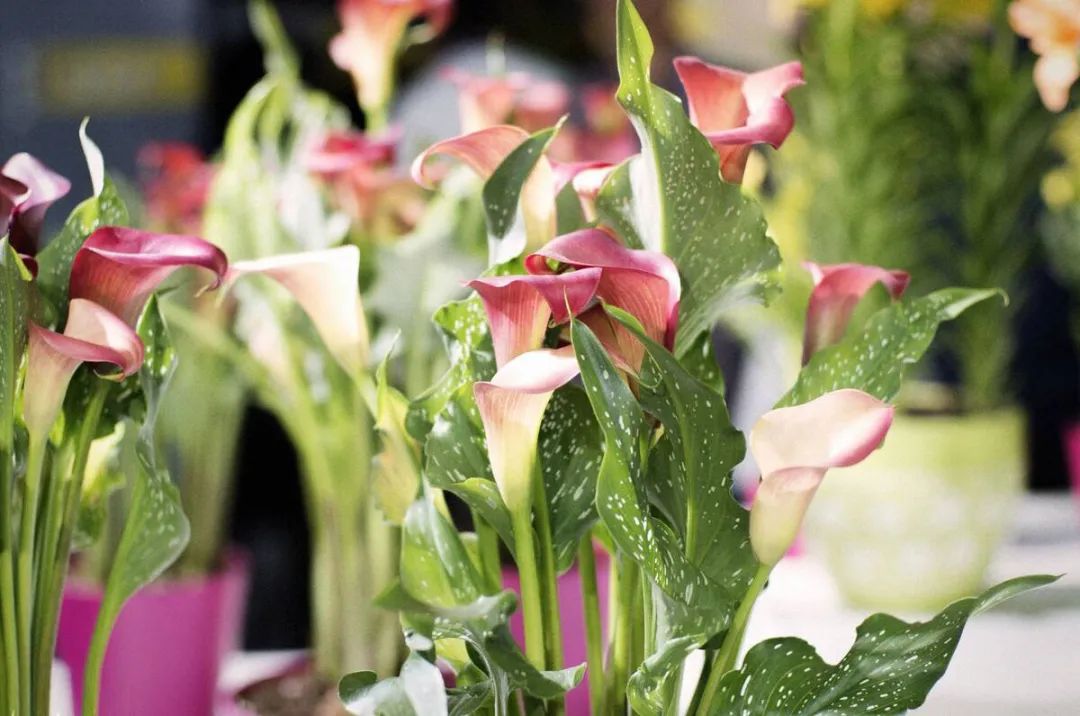 马蹄莲要开花了怎么养护,马蹄莲开花后怎么养护和管理