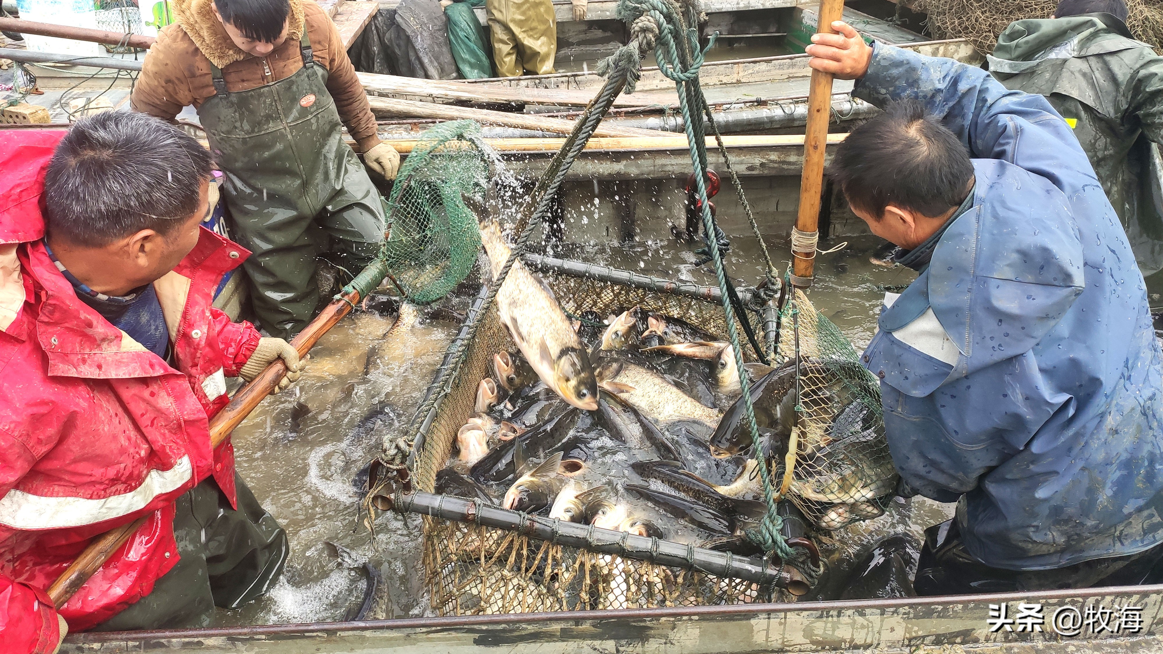 骆马湖菹草爆发原因,骆马湖采砂纪录片