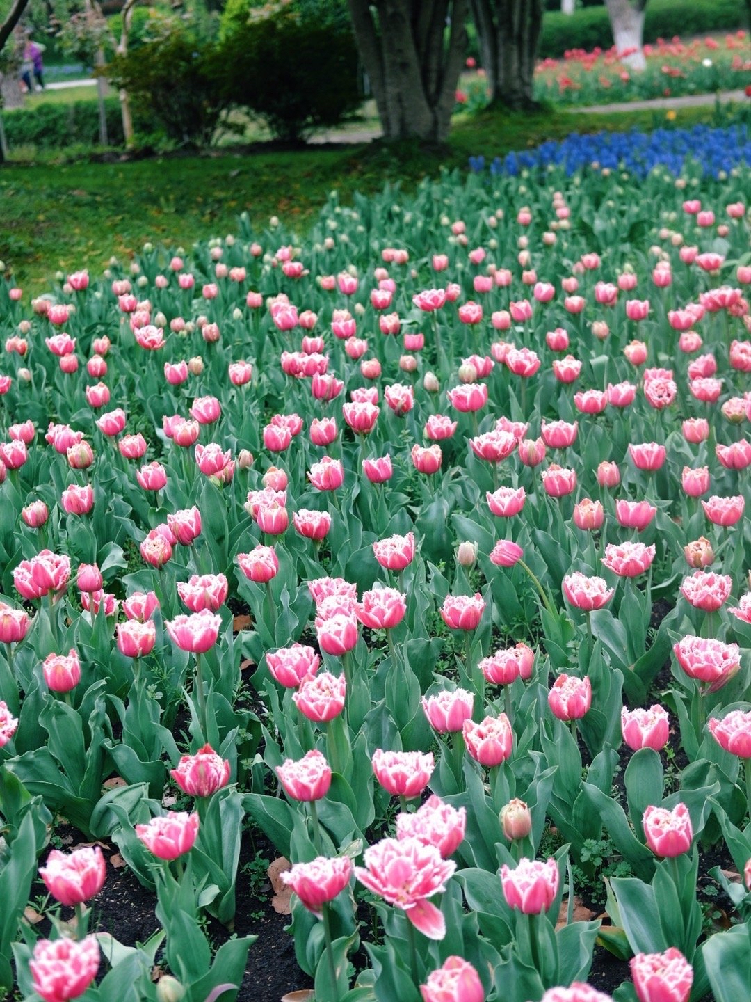 浦东鲜花港攻略,浦东鲜花港门票