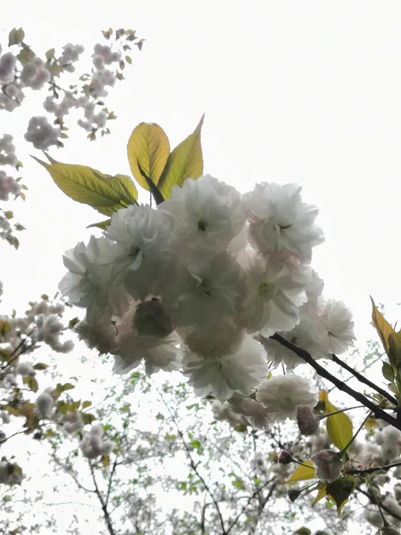 樱花校园鲁迅先生,鲁迅先生您是我的崇拜者