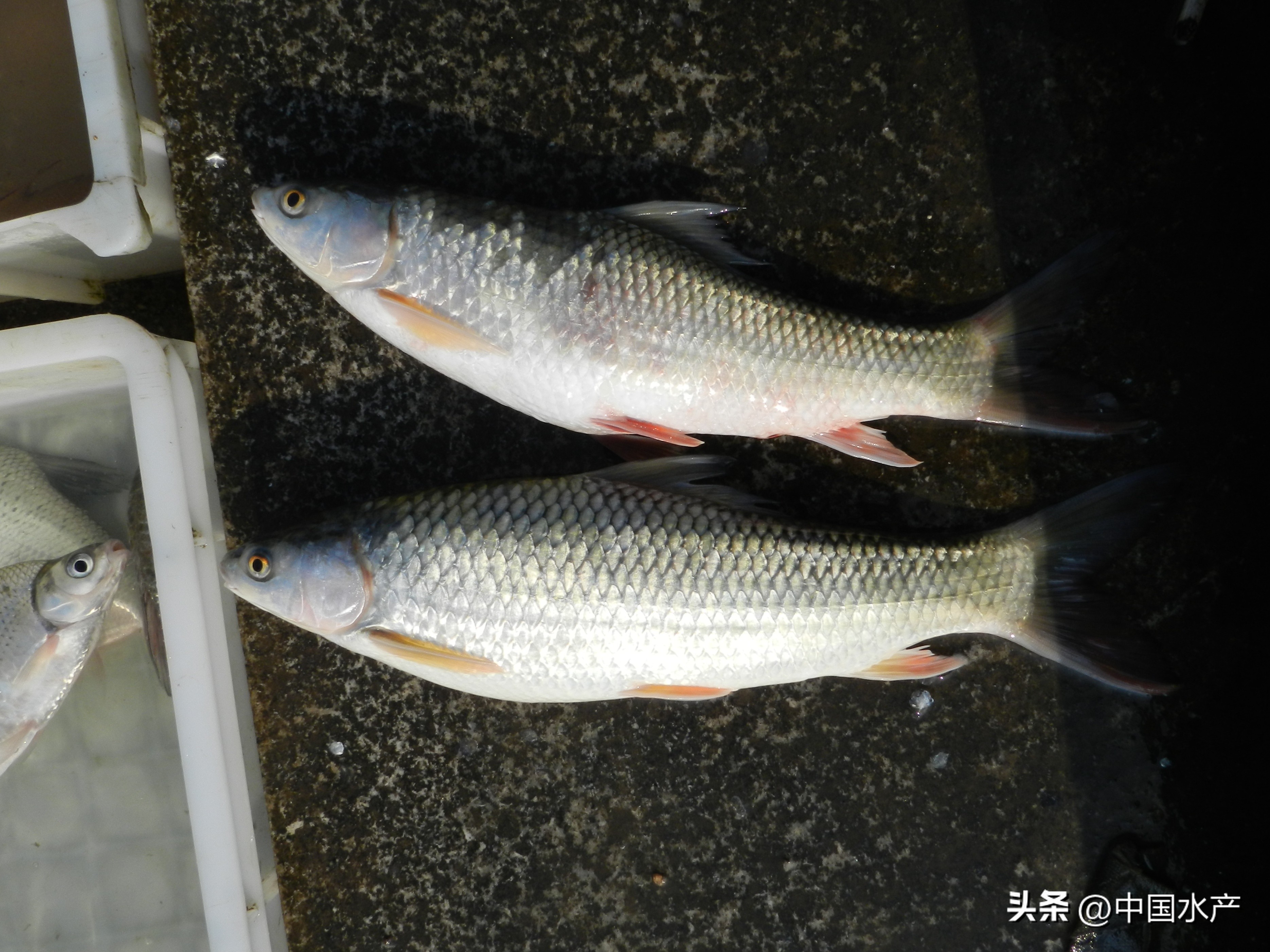 水生外来物种入侵防控工作方案,水生动物防疫