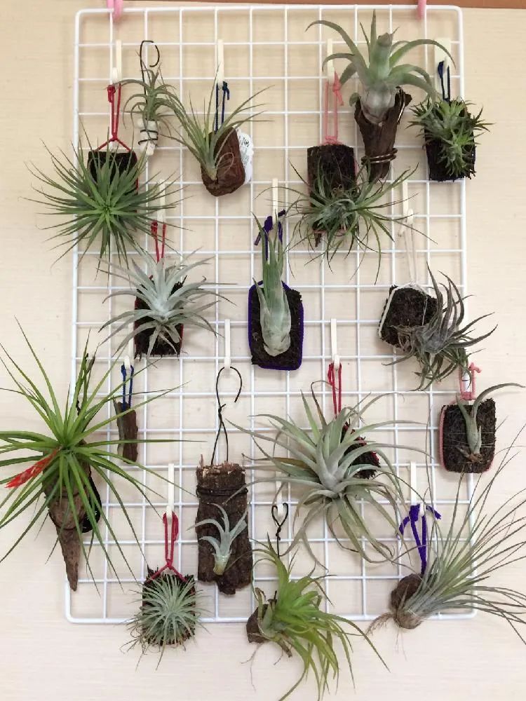 6种高大美观的大型室内盆栽绿植,适合室内的盆栽绿植推荐