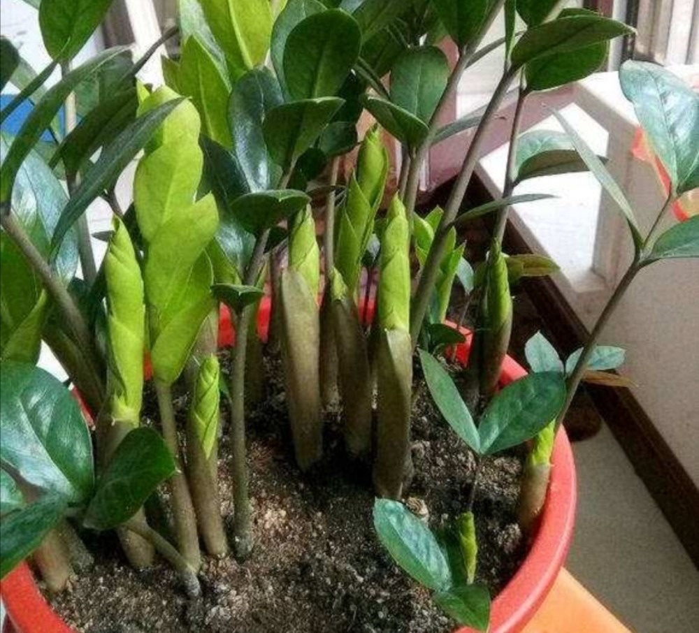 金钱树浇什么水能使叶子油绿旺盛,金钱树新枝长得油绿老枝叶片发黄