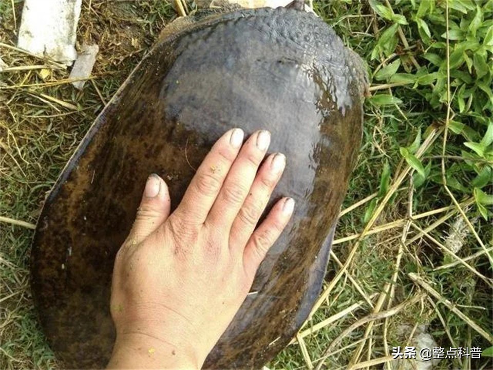 佛罗里达鳖是入侵物种吗,佛罗里达鳖没有天敌吗