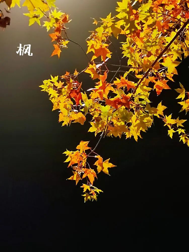 层林尽染的视频号,濮阳医专学历怎么样