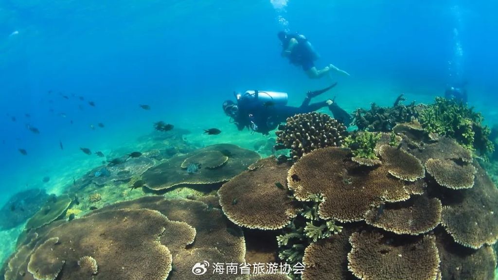 海南分界洲岛旅游区的个人主页,海南省分界洲岛海钓会所