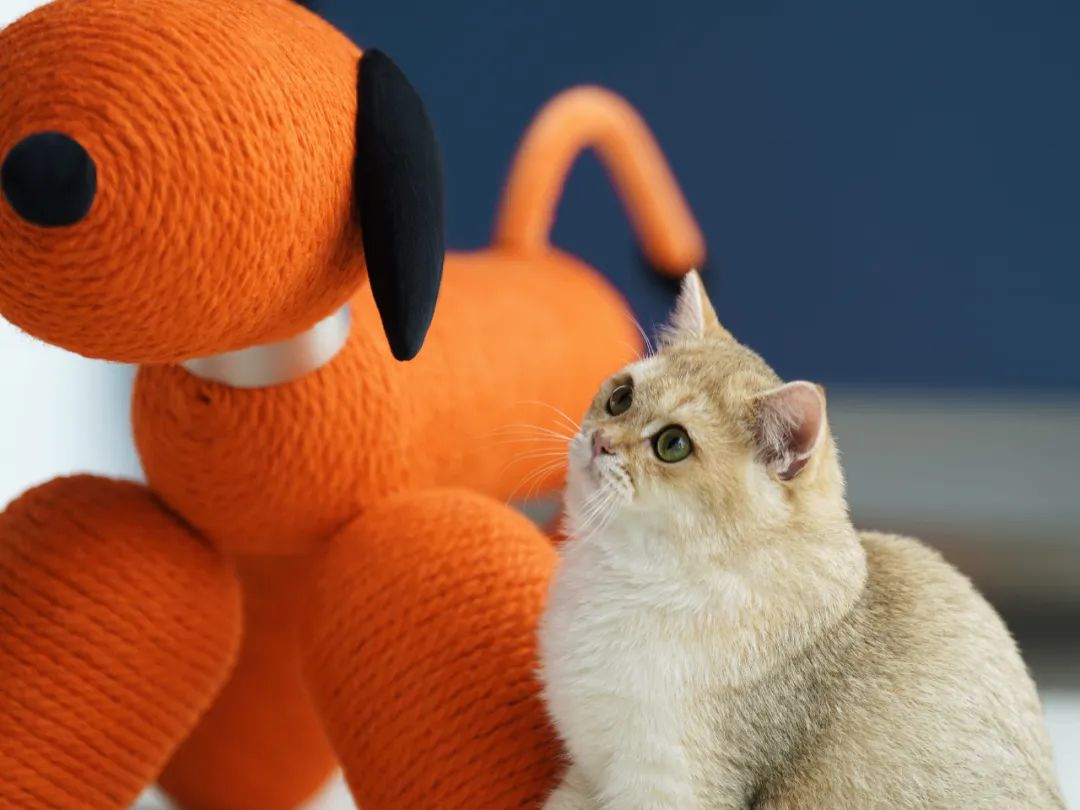 为宠物而设计,极简宠物产品