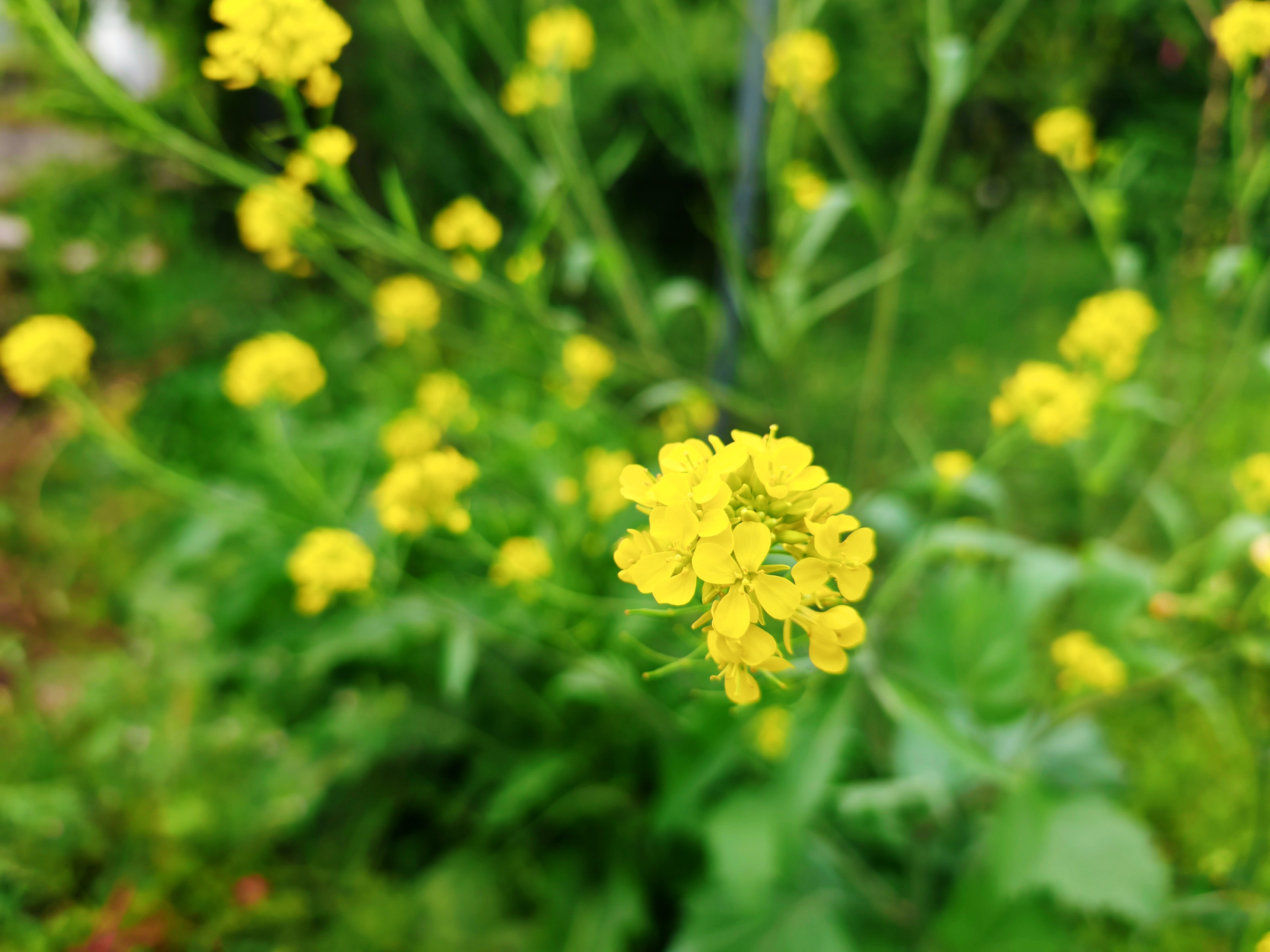 为什么国产手机拍照会模糊,国产旗舰手机为什么喜欢拍照