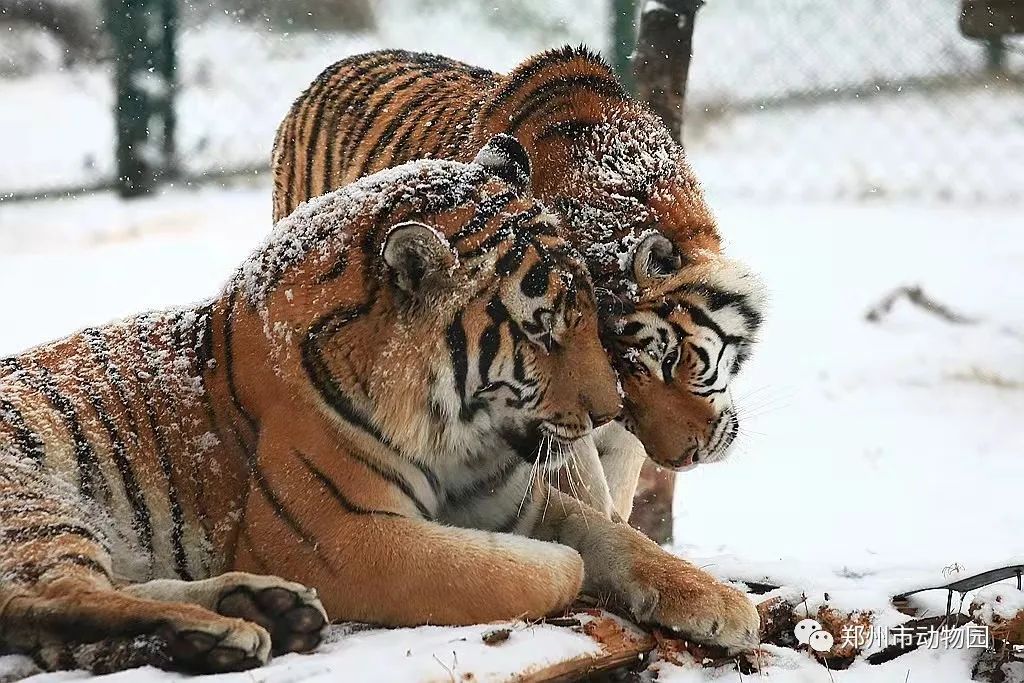 元宵节晚上郑州游玩攻略,郑州元宵节赏灯攻略