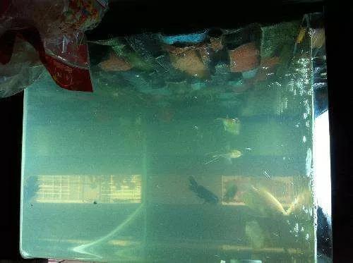 金鱼刚买回来就浑浊了怎么办,突然水变浑浊了是不是金鱼要生了